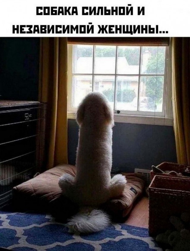 Картинки и мемы. Выходные близко...
