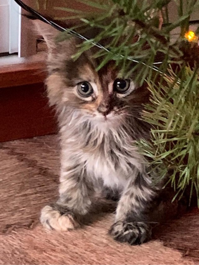 Котодракула