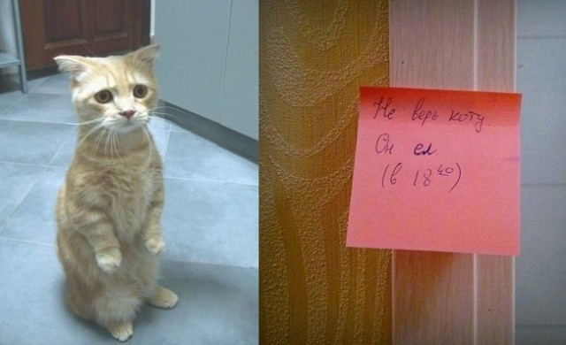 У котов есть два голоса: когда они одни и когда кто-то рядом