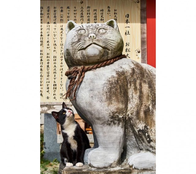 Из жизни одичавших кошек