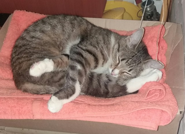 Котовторник