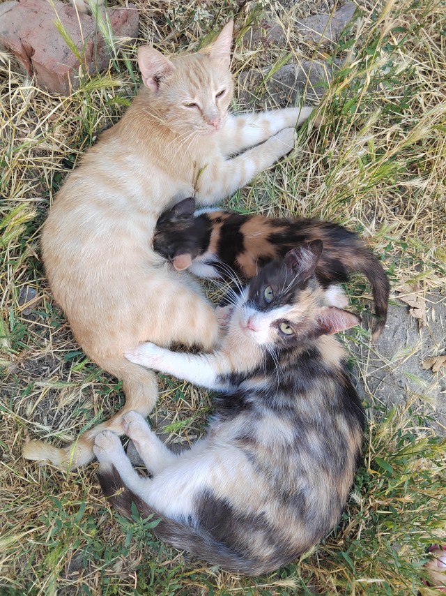 Котовторник в картинках