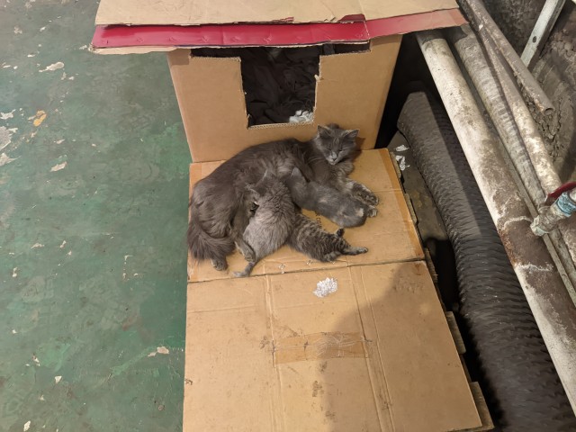 Коты, которые работают на заводах