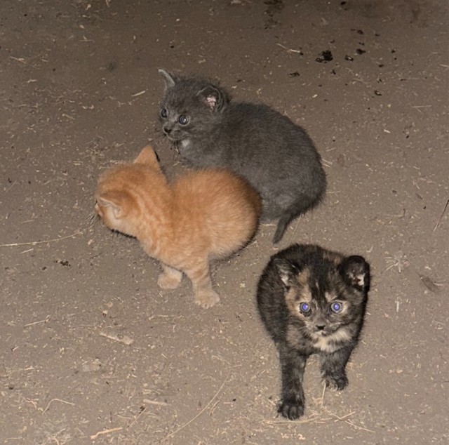 С Котовторником!