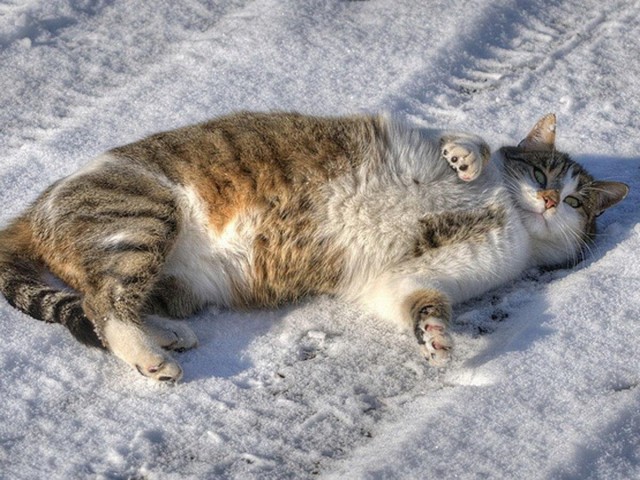 Коты и снег