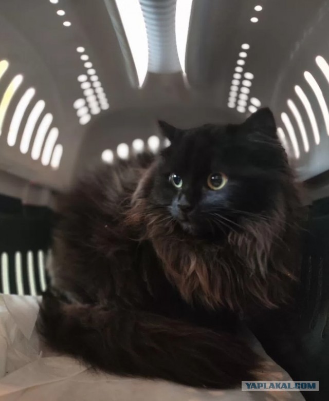 Котовторник продолжается.