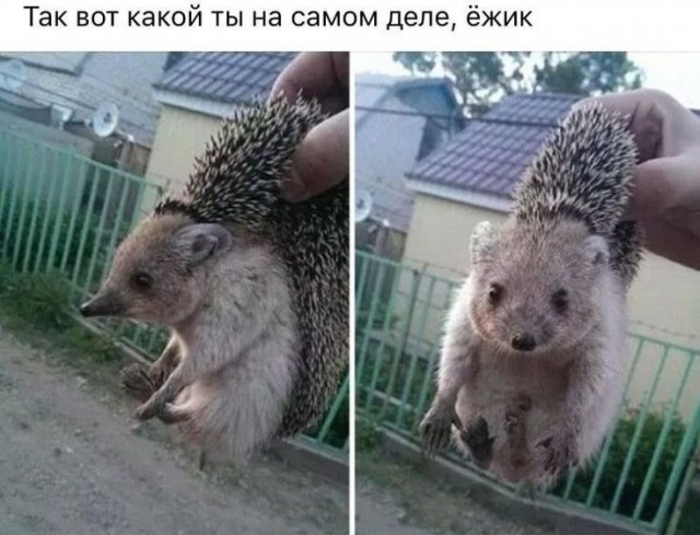 Теперь вы знаете, как выглядит лысый енот