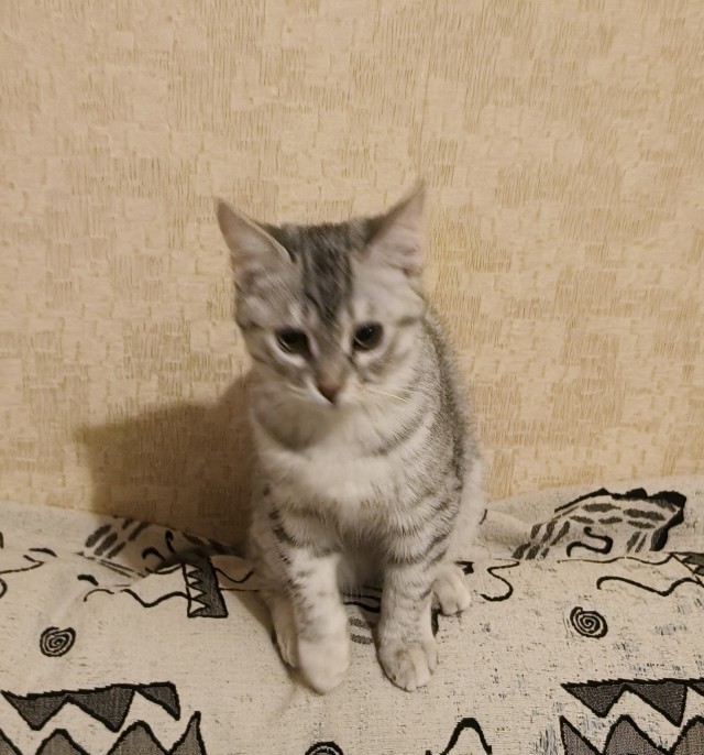 К котовторнику