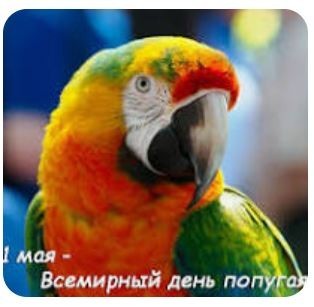 Сегодня всемирный день попугая!