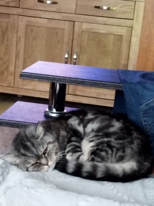 К-котовторник
