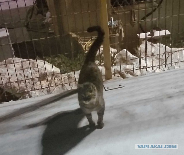 Котовторник   15.04.2014