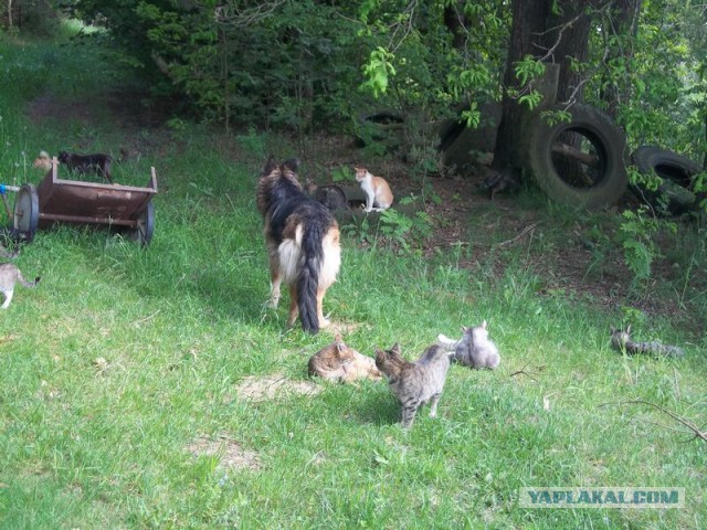 Жизнь домашнего приюта для котеек 11