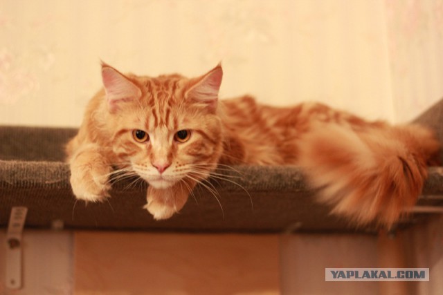 Котовторник  08.07.2014