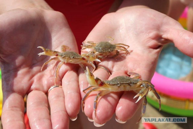 КРЫМ Чернобыль