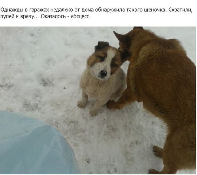 Не оставила в беде маленького щенка