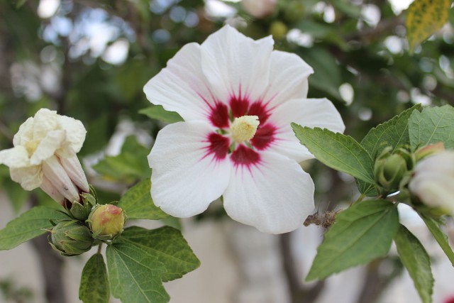 Отчёт о поездке в Крым 12.07 - 29.07