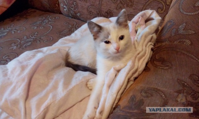 Котовторник 30.09.2014