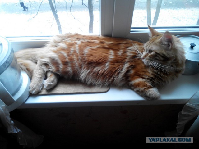 Котовторник 7.10.2014