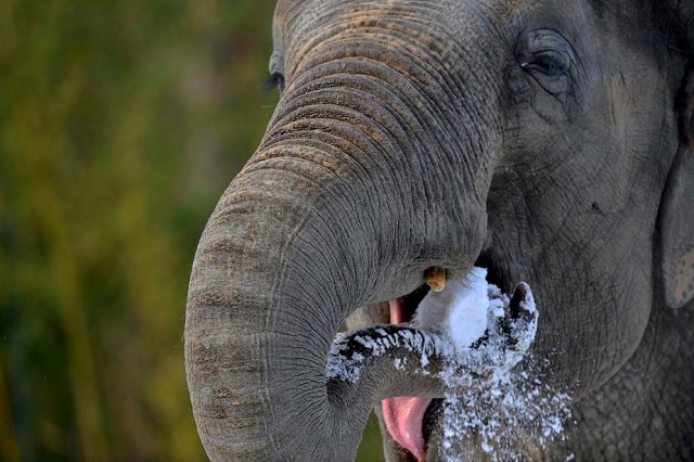 Скованная морозами