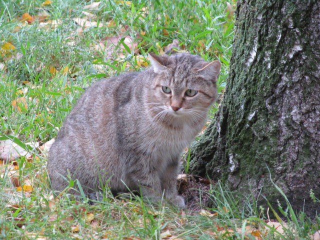Котовторник 17.11.2015