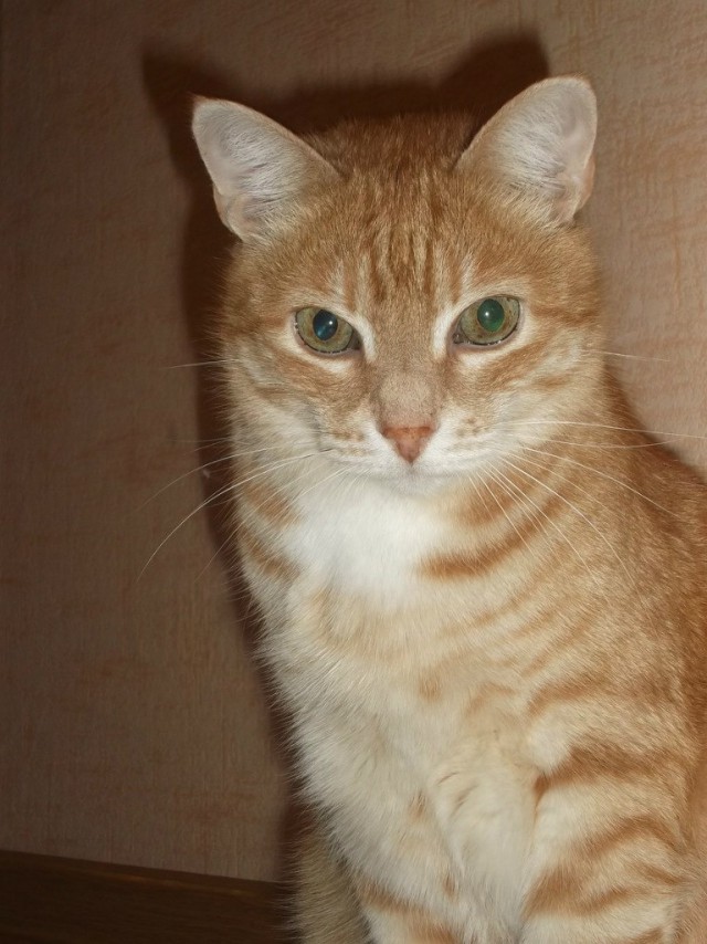 Котовторник 01.12.2015