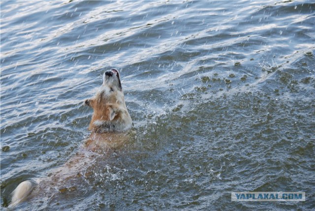 Собакочетверг же, ау!