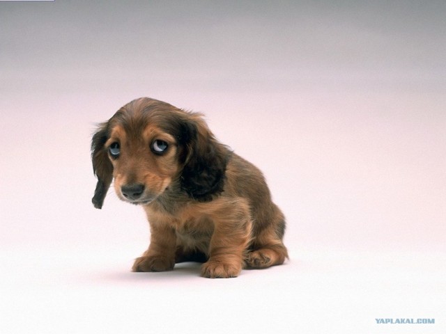 Догхантеры травят собак порошком в парках