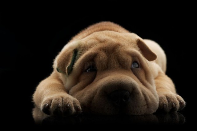 Скотинки - Животинки