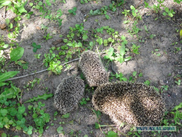 Славянская Душа