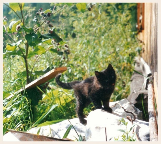 Коты, кошки, котята
