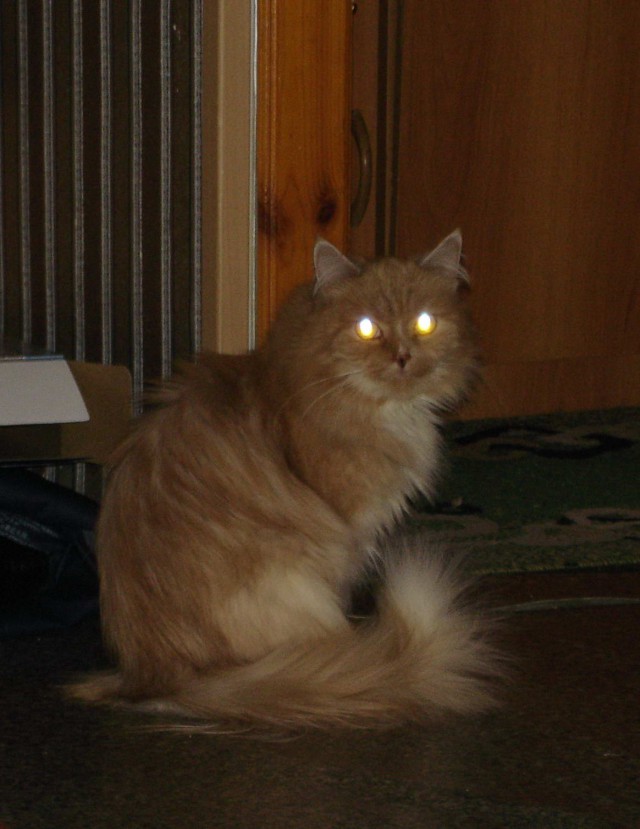 Коты из сети