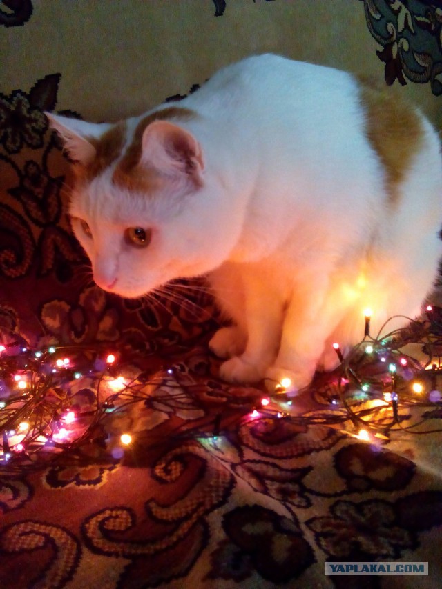 Котовторник 20.12.2016