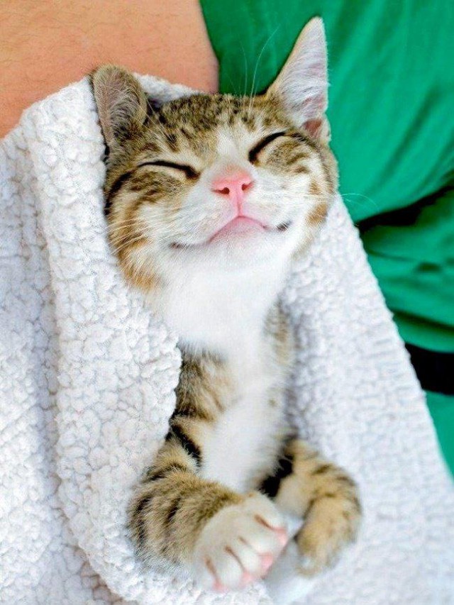 Коты и Кошки