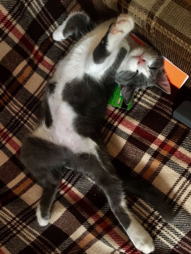 Коты и Кошки