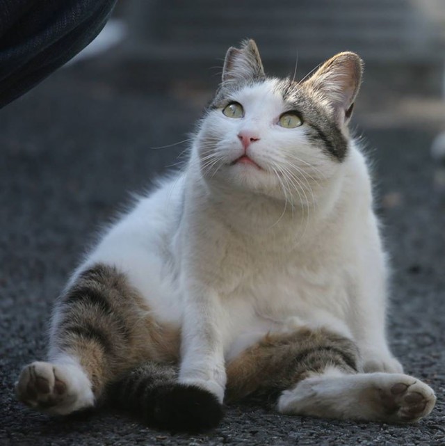 Коты и Кошки