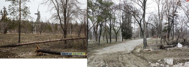 В Волгограде вырубили "Парк вдов" высаженный женами погибших бойцов.