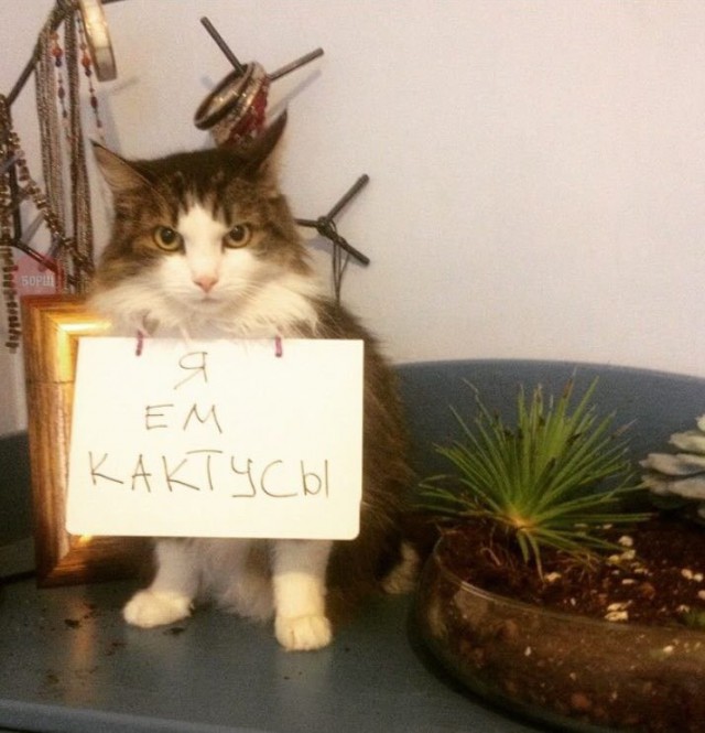 Коты и Кошки