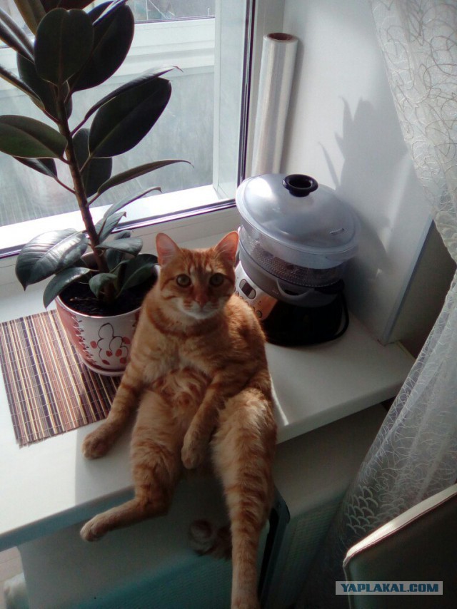 Котовторник  19.12.2017