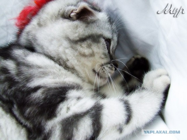 Котовторник на ЯПлакал!