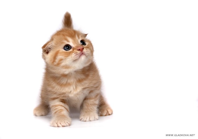 Рыжий котовторник на ЯПлакал!, Смотрим  и добавляем!
