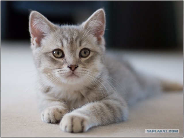 УРРААА ! Котовторник на ЯПлакалъ !
