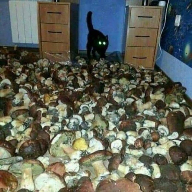 Прикольных котов пост
