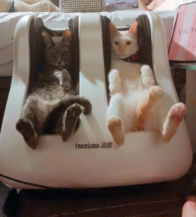 Прикольных котов пост