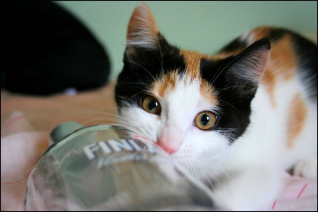 Котопятница: А кто не пьёт? Назови! ))
