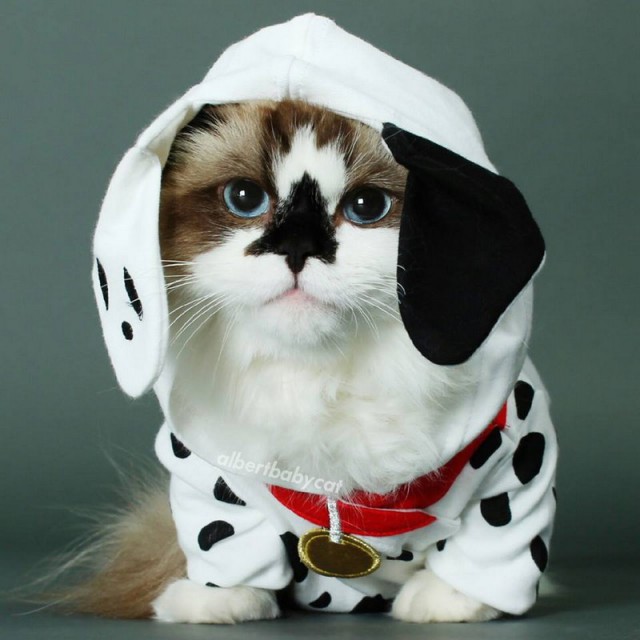 Прикольных котов пост