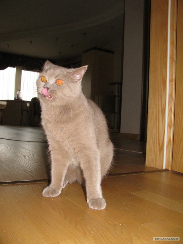 Котовторник!