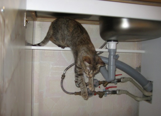 Сегодня котовторник, а котиков все нет