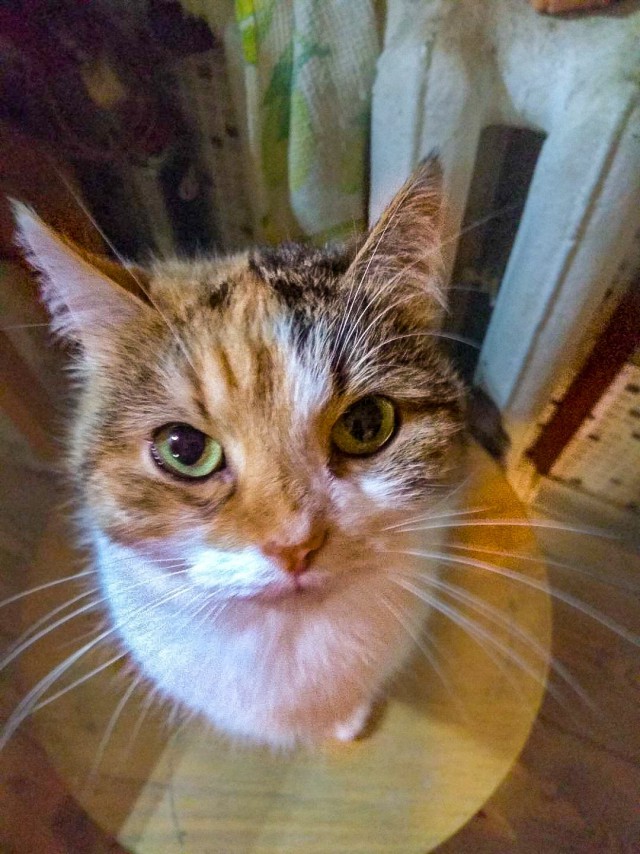 Прикольных котов пост