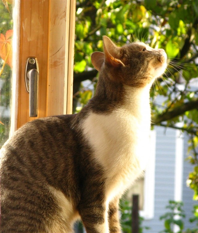 Котовторник стартует