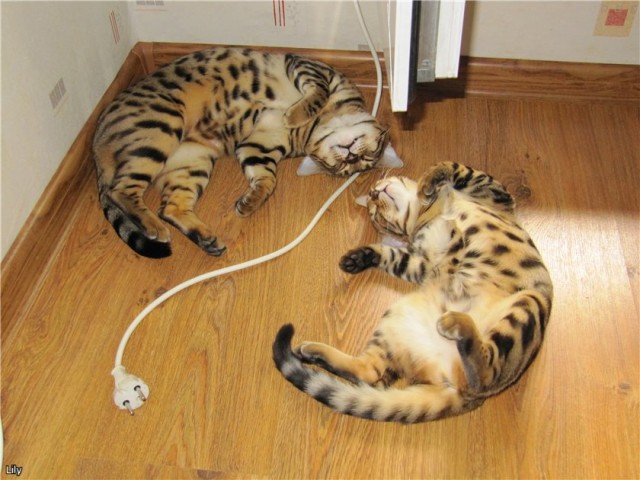 Котовторник объявляется открытым!